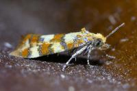 Aethes tesserana