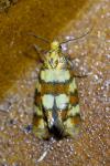 Aethes tesserana