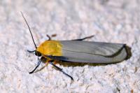 Lithosia quadra