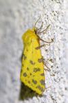 Diacrisia purpurata