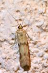 Homoeosoma sinuella