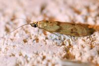 Homoeosoma sinuella