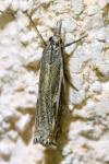 Crambus lathoniellus