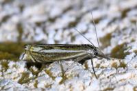 Crambus lathoniellus