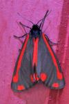 Tyria jacobaeae