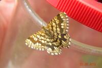 Chiasmia clathrata