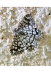 Chiasmia clathrata