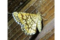 Chiasmia clathrata