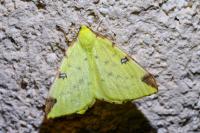 Opisthograptis luteolata