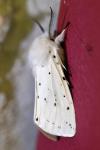 Spilosoma lubricipeda