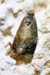 Ditula angustiorana