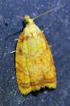 Acleris bergmanniana