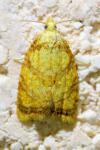 Acleris bergmanniana