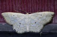 Scopula immutata