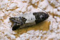 Spilonota ocellana