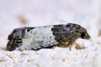 Spilonota ocellana