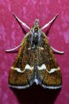 Pyrausta nigrata