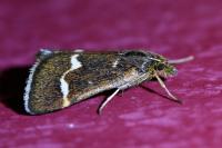 Pyrausta nigrata