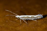 Plutella xylostella