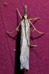 Pediasia contaminella