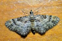 Gymnoscelis rufifasciata