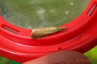 Chrysoteuchia culmella