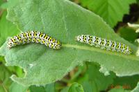 Cucullia verbasci