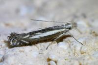Isophrictis lineatella