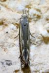 Isophrictis lineatella