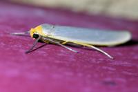 Eilema caniola