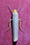 Eilema caniola