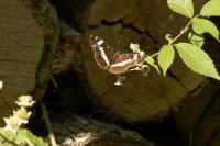 Limenitis camilla