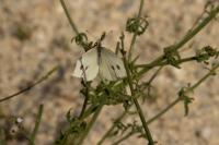 Pieris rapae