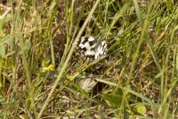 Melanargia galathea
