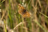 Melitaea athalia
