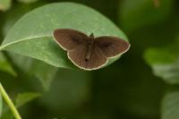 Aphantopus hyperantus