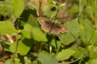 Maniola jurtina
