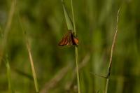 Thymelicus sylvestris