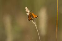Thymelicus lineola