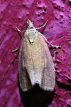 Celypha rosaceana