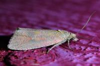 Celypha rosaceana