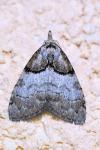 Nola cucullatella