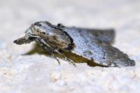 Nola cucullatella