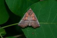 Scoliopteryx libatrix