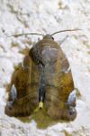 Cosmia affinis