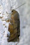 Cosmia affinis