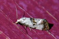 Cochylis hybridella