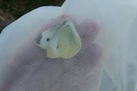 Pieris rapae
