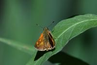 Ochlodes sylvanus