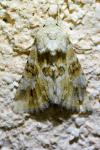 Eremobia ochroleuca